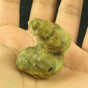 Dragon Horn Fossil (Siluman) - Type F4