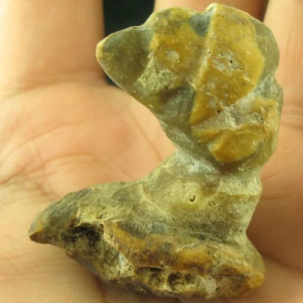 Dragon Horn Fossil (Siluman) - Type G1 - Image 5