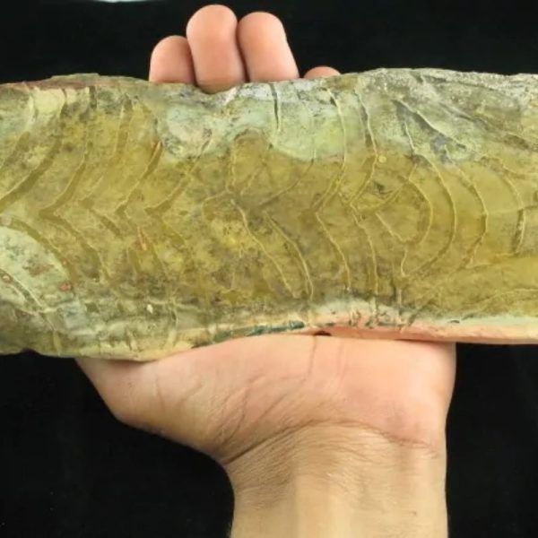 Magickal Fossilized Snake Siluman Tongue - Image 6