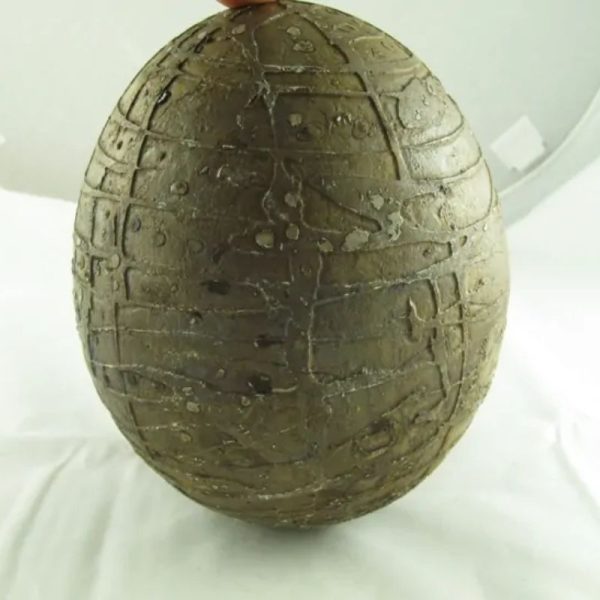 Mountain Belt Pearl - Type A1.4 (Egg Shape) - Image 7