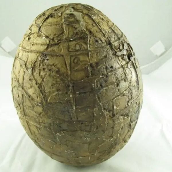 Mountain Belt Pearl - Type A1.3 (Egg Shape) - Image 7