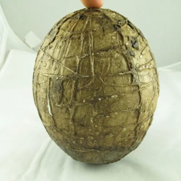 Mountain Belt Pearl - Type A1.2 (Egg Shape) - Image 7