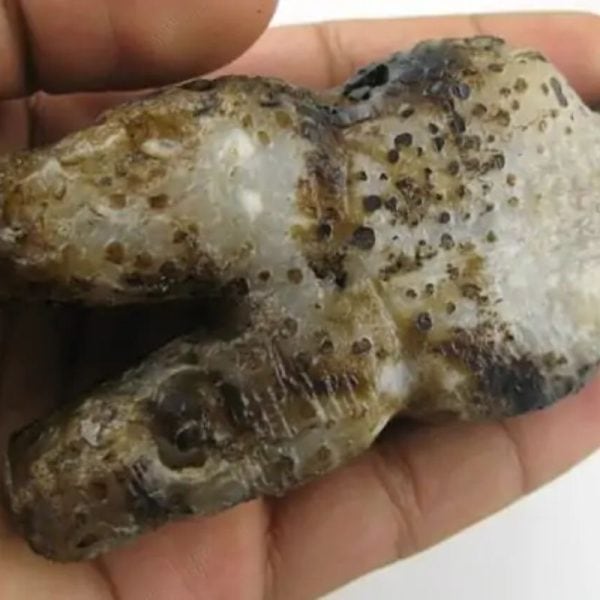 Shaman Fossil - Type A2 - Image 6