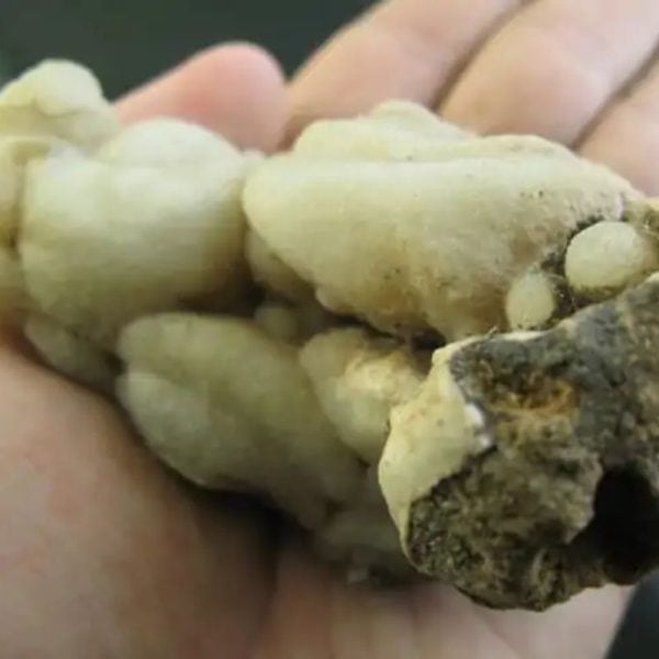 Elephant Semen Fossil - Type D2 - Image 3