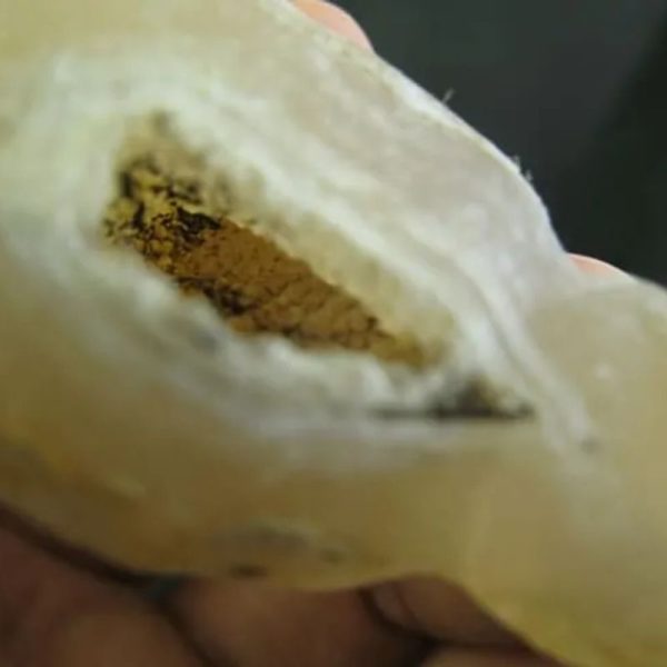 Snake Bile Fossil - Type A7 - Image 2