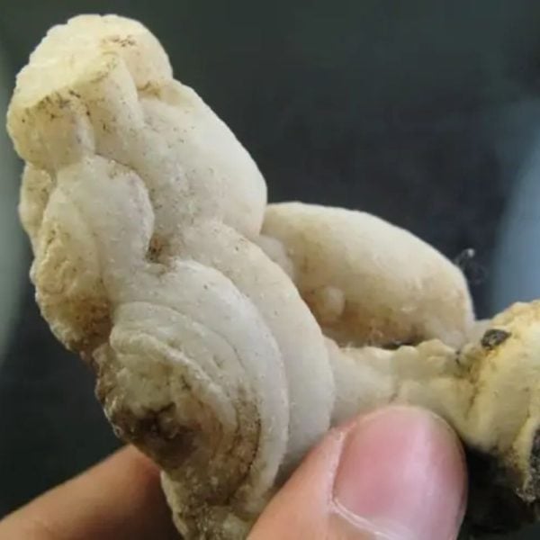 Elephant Semen Fossil - Type D2 - Image 2