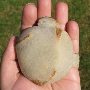 Elephant Semen Fossil - Type B