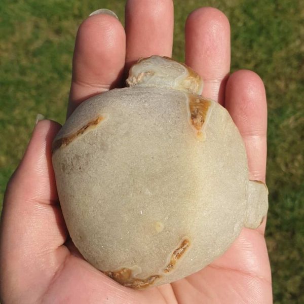 Elephant Semen Fossil - Type B