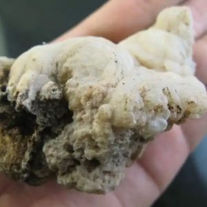 Elephant Semen Fossil - Type D2