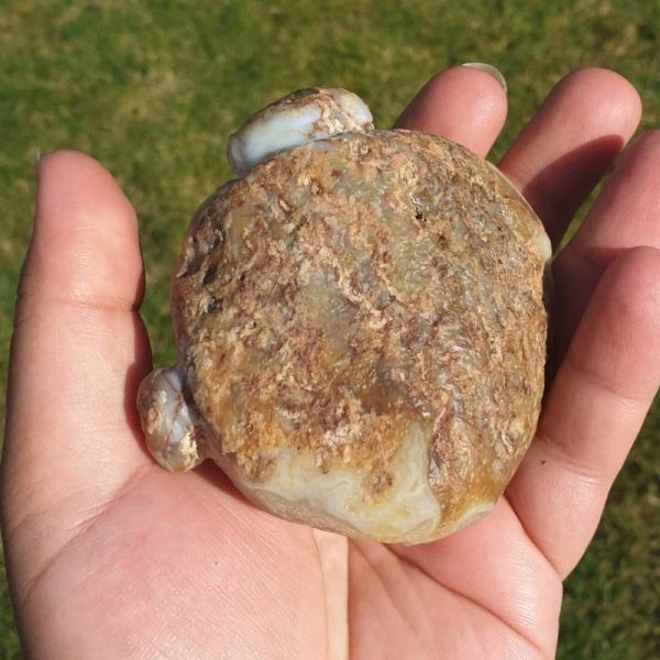 Elephant Semen Fossil - Type B - Image 3