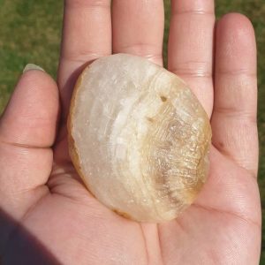 Elephant Semen Fossil - Type A1.5