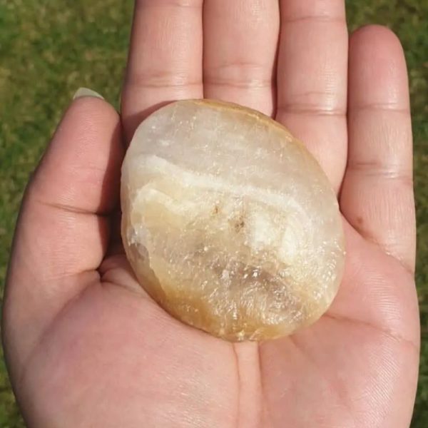 Elephant Semen Fossil - Type A1.5 - Image 3