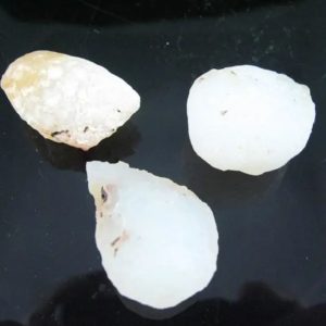 Fossilized White Tiger Testicles - Type H1 ( Mini)