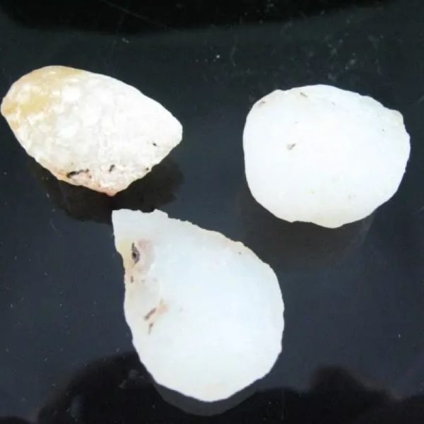 Fossilized White Tiger Testicles - Type H1 ( Mini)