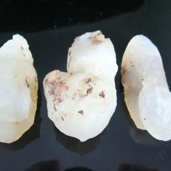 Fossilized White Tiger Testicles - Type H3 (Medium) - Image 3