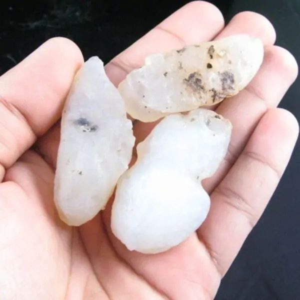 Fossilized White Tiger Testicles - Type H3 (Medium) - Image 2