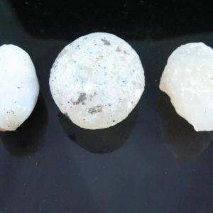 Fossilized White Tiger Testicles - Type H4 (Large)