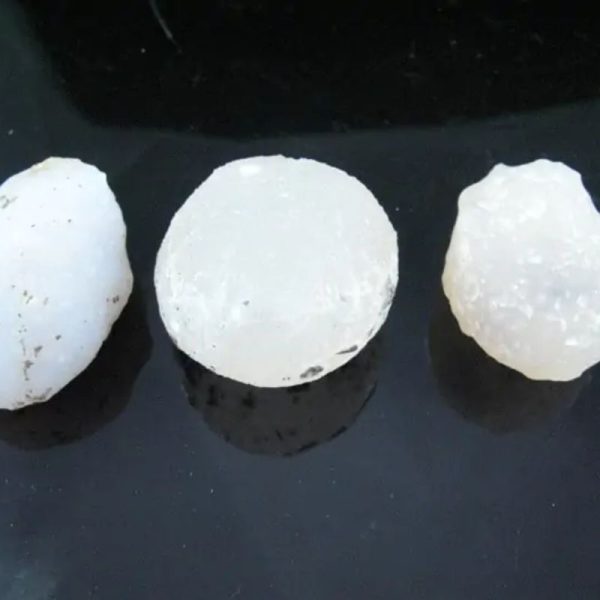Fossilized White Tiger Testicles - Type H4 (Large) - Image 3