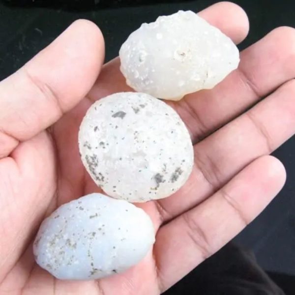 Fossilized White Tiger Testicles - Type H4 (Large) - Image 2