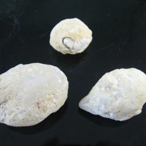 Fossilized Tiger Testicle Pearl - Type I