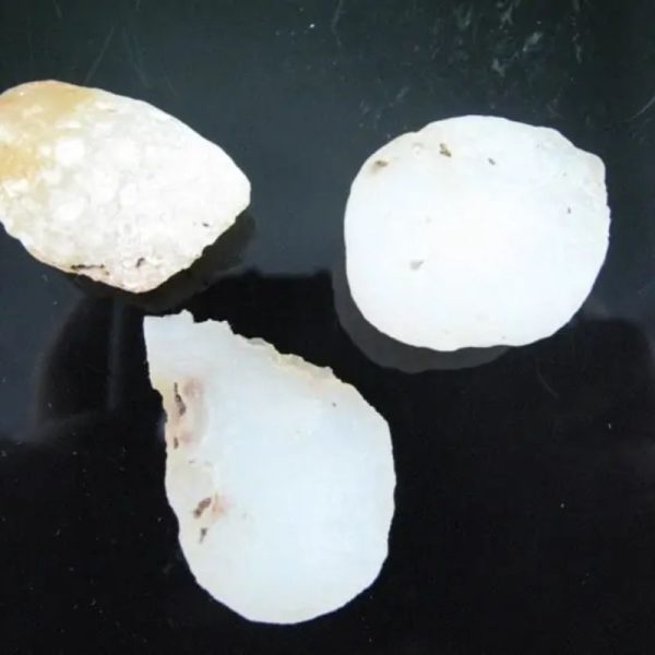 Fossilized White Tiger Testicles - Type H1 ( Mini) - Image 4