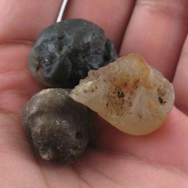 Fossilized Tiger Testicle Pearl - Type H - Image 2