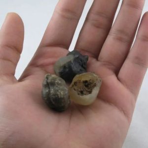 Fossilized Tiger Testicle Pearl - Type H