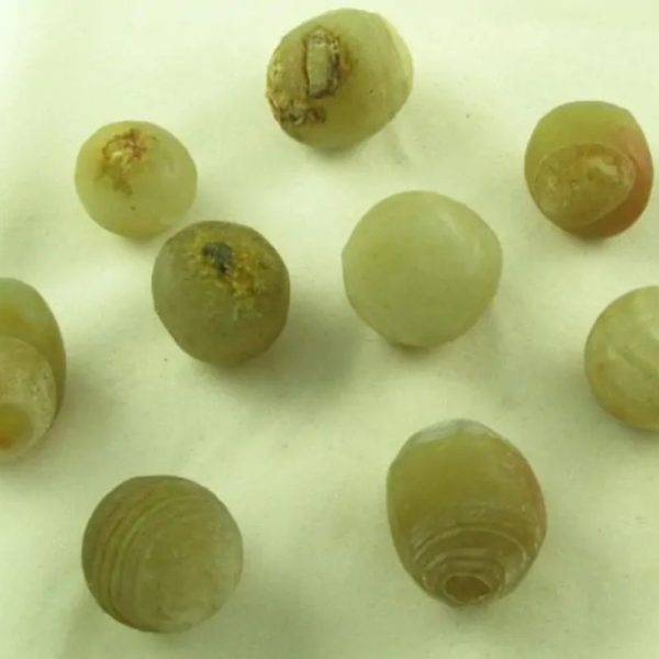 Fossilized Tiger Testicle Pearl - Type E (Sumatra) - Image 3