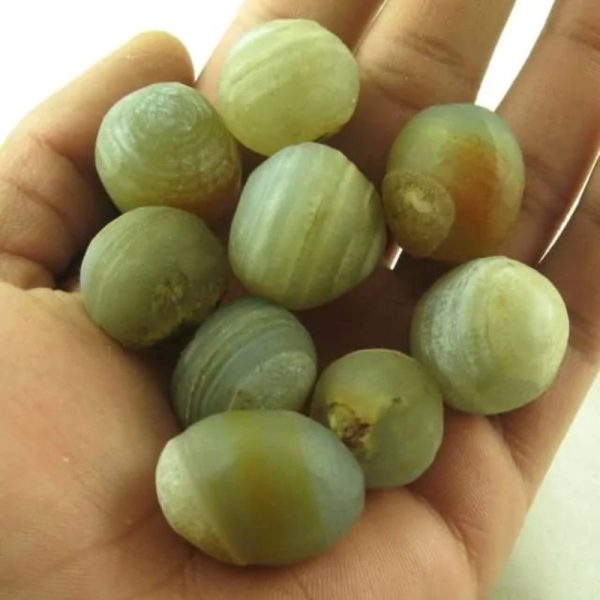 Fossilized Tiger Testicle Pearl - Type E (Sumatra) - Image 2