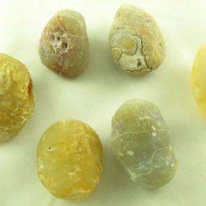 Fossilized Tiger Testicle Pearl - Type F (Kantong)