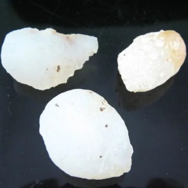 Fossilized White Tiger Testicles - Type H1 ( Mini) - Image 3