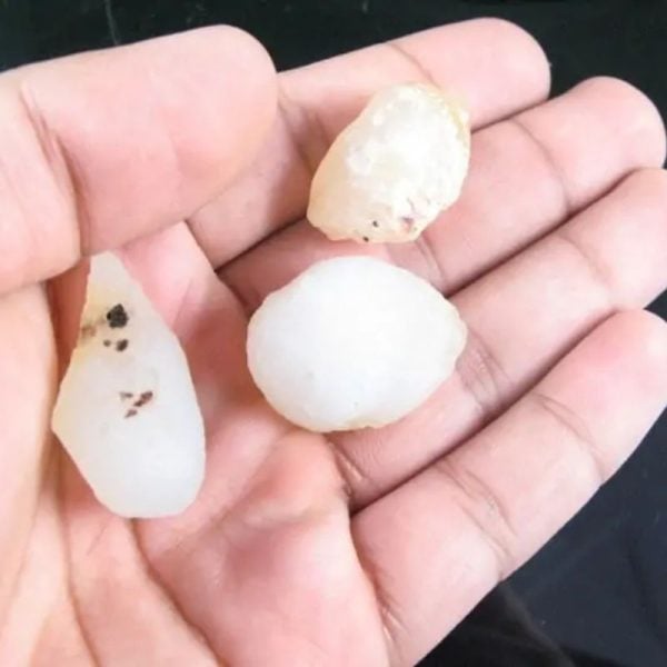 Fossilized White Tiger Testicles - Type H1 ( Mini) - Image 2