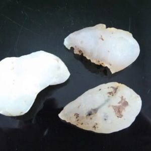 Fossilized White Tiger Testicles - Type H2 (Small)