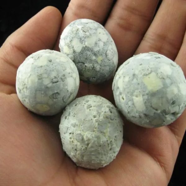 Fossilized Quail Eggs - Type A - Image 2