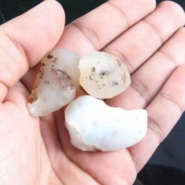 Fossilized White Tiger Testicles - Type H2  (Small) - Image 2