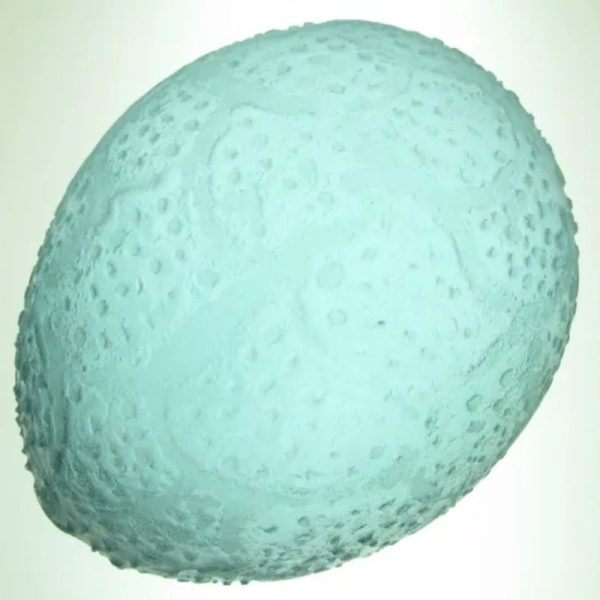 Sea Dragon Pearl - Type G3 - Image 2