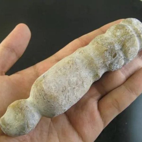 CaterpillarFossil-D1-B-Large-_1
