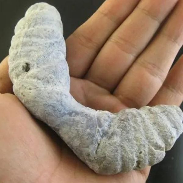 Caterpillar Fossil - Type C1 - Image 2