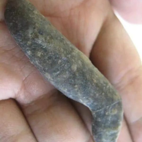 WormFossil-A2-B-Large-_1-rotated