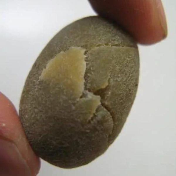 Caterpillar Pearl - Type B1 - Image 3