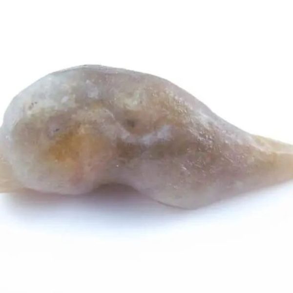 Fossilized Caterpillar - Type A4 - Image 2