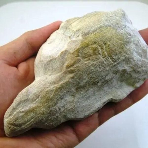 Asem Wood Fossil - Type B1 - Image 2