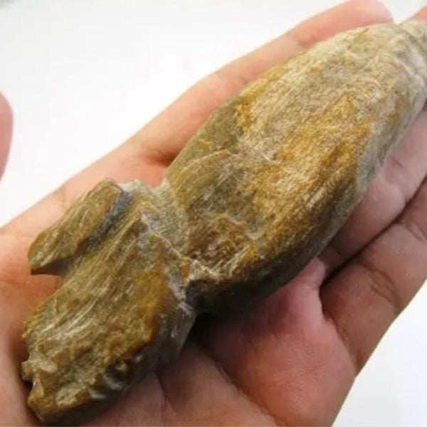 AsemWoodFossil-B2-B-Large-_1