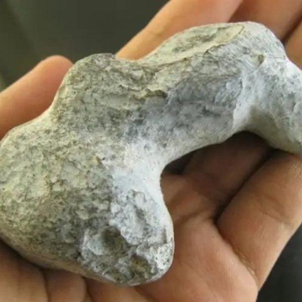Lion Horn Fossil - Type C1 - Image 2