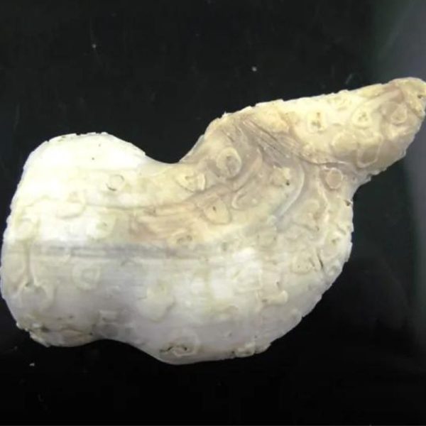White Lion Horns - Type B3 - Image 2