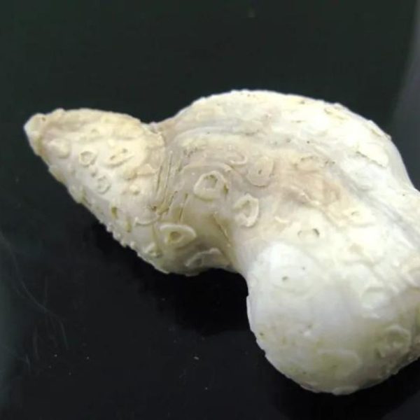 mustikamagickobject14_1