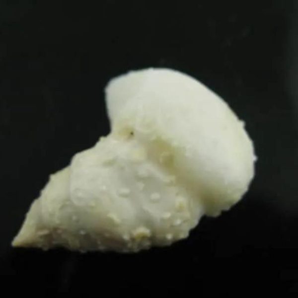 arcanegeligastone42_1
