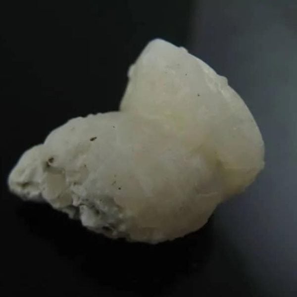 White Lion Horns - Type A13 - Image 2