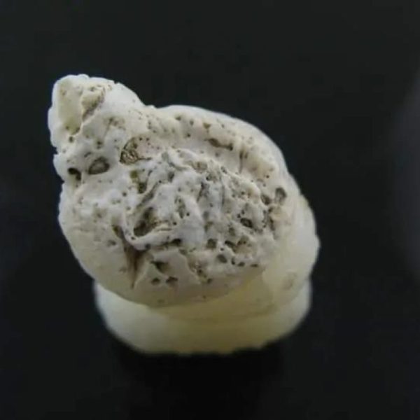 White Lion Horns - Type A2 - Image 2