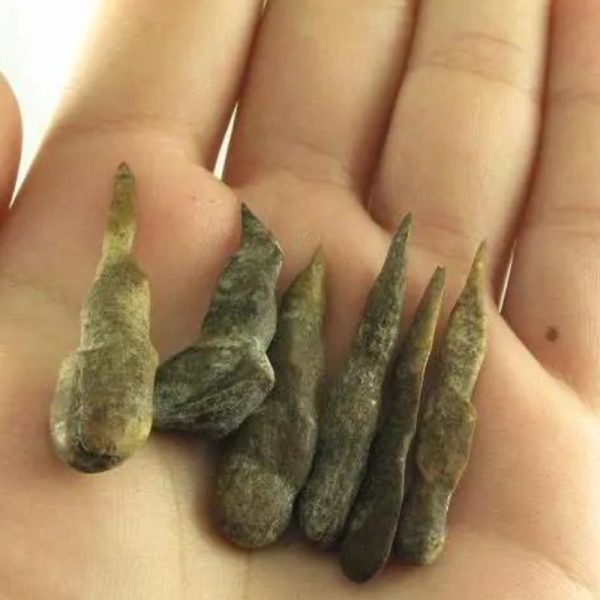 Black Chicken (Ayam Cemani) Horns – Type A